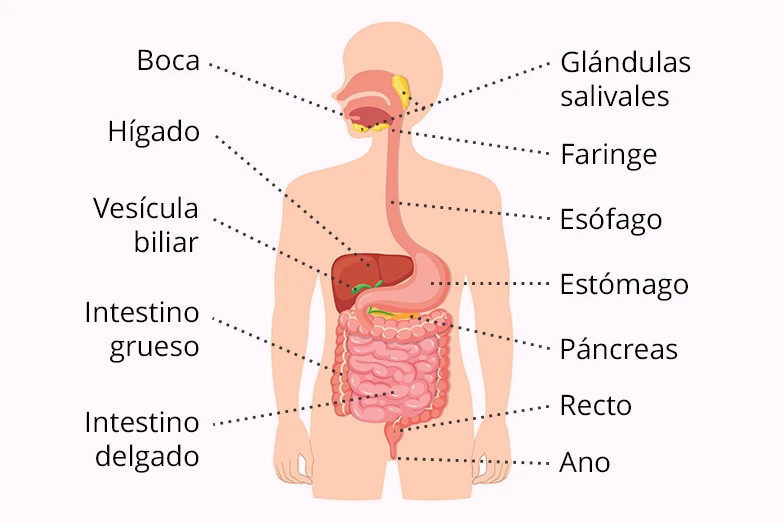 ¿Qué hace un gastroenterólogo? Especialista en salud digestiva Gastroenterólogo experto en enfermedades digestivas y estómago