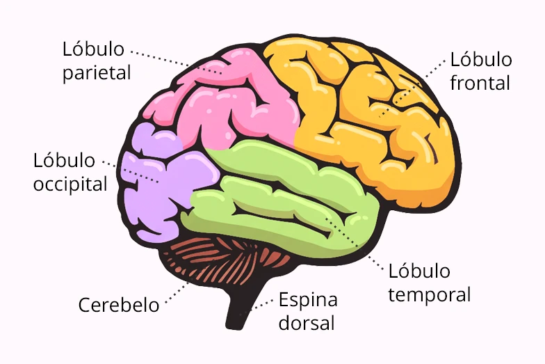 Ilustración médica cerebro partes anatómicas enfermedades psicosomáticas digestivas tratamiento integral